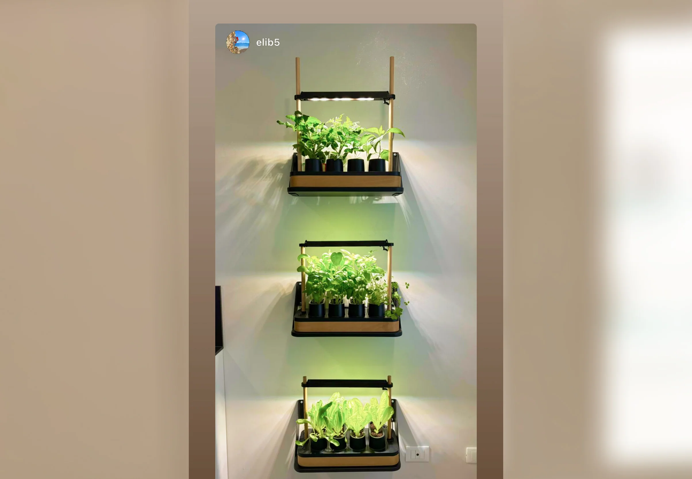Auk Mini Bundle - Image 15