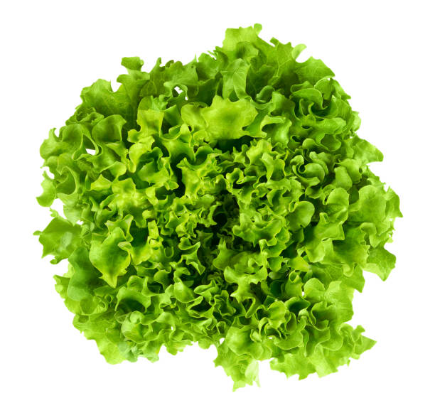 Crispy salad Lollo Bionda - Image 2