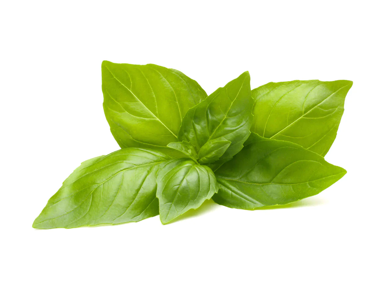 Lemon Basil