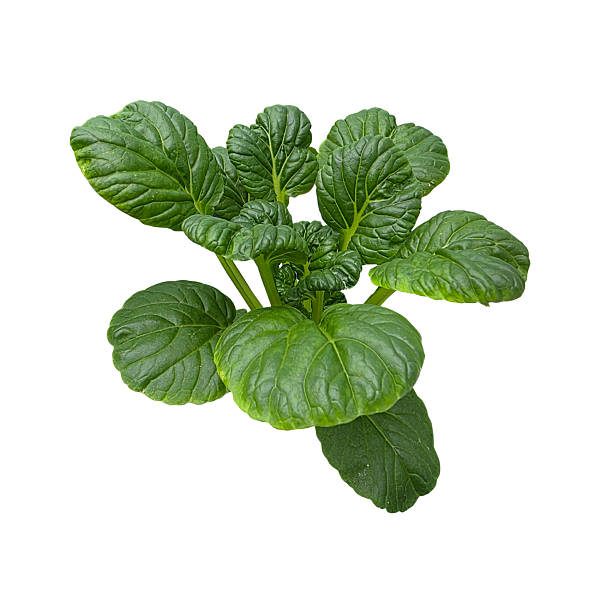 Japanese tatsoi