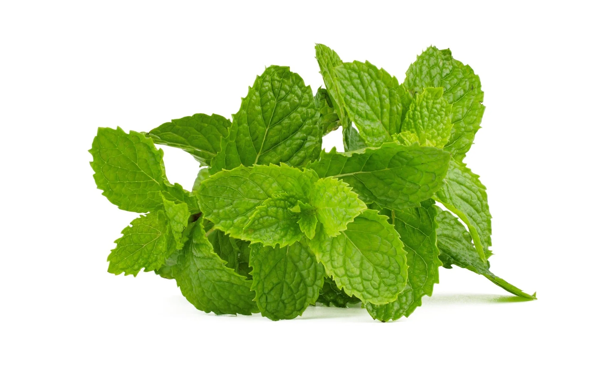 Peppermint - Image 2