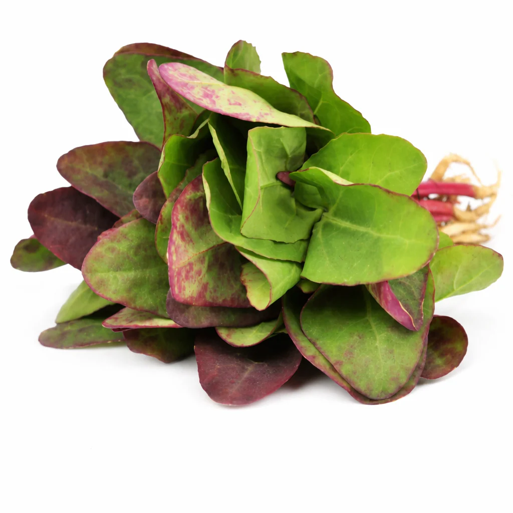 Red orach
