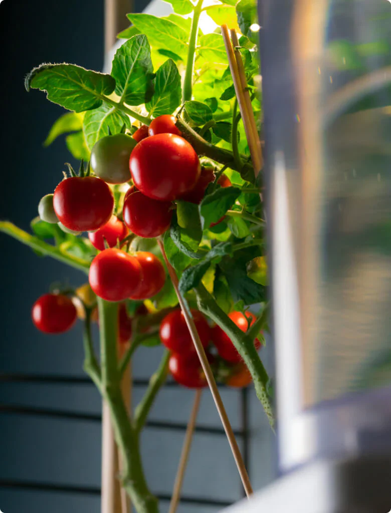 Tomato Veranda - Image 2